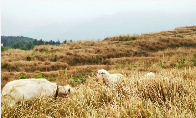 传统养羊技术
