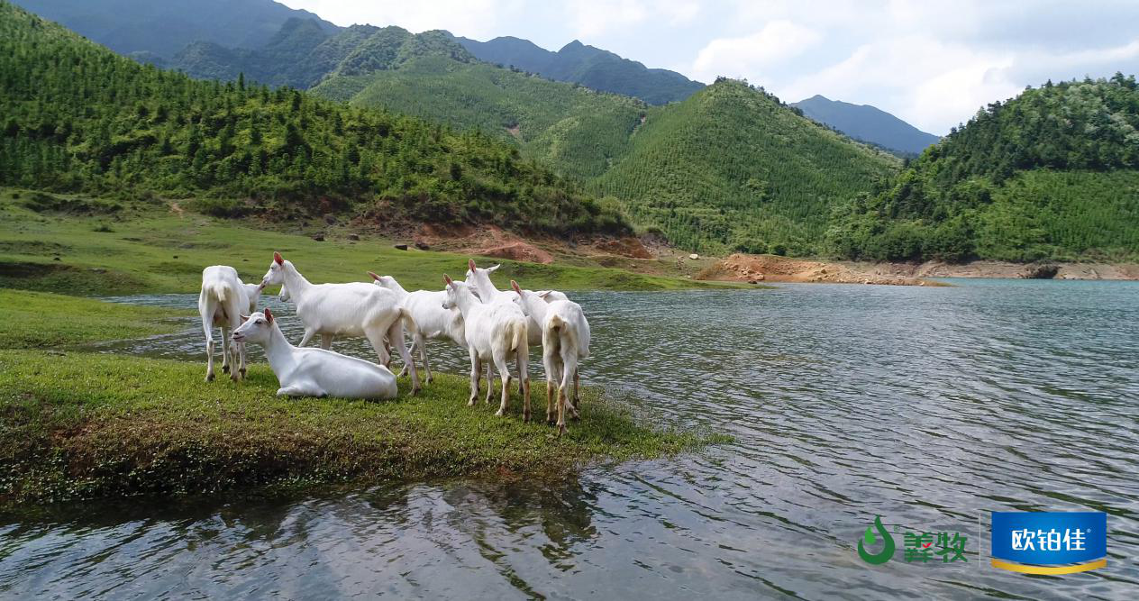 欧铂佳奶山羊均引自澳洲新西兰优质奶山羊品种