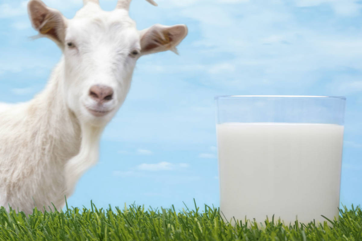 国产羊奶粉选哪个品牌